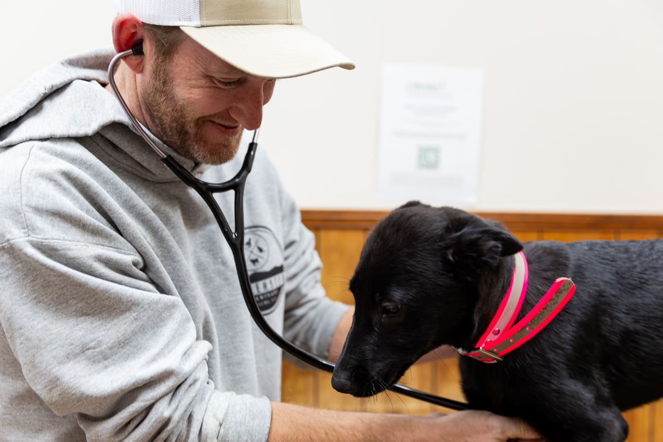 Small Animal care